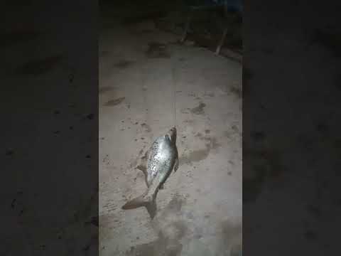 mancing ikan patin