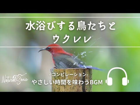 Natural Sonic 「 水浴びする鳥たちとウクレレ」- コンピレーション - やさしい時間を味わうBGM