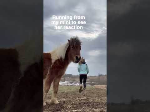 She is so cute!!! 🐴💖 #minihorse