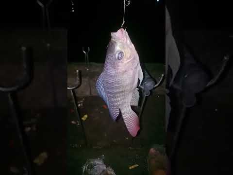 mancing mania #fishing #mancing #mancingmania