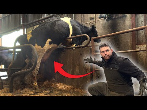 COWS GOING CRAZY & how LONG does it take to trim a COWs feet???