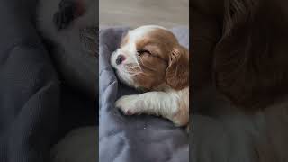 Puppy sleeping #puppy #cavalier #doglover #furbaby #puppies #cutepuppy #doglife #bestdog #cute #pets