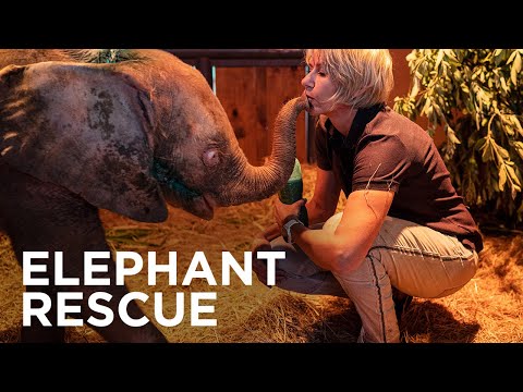 Orphaned albino elephant recovers from poacher's snare