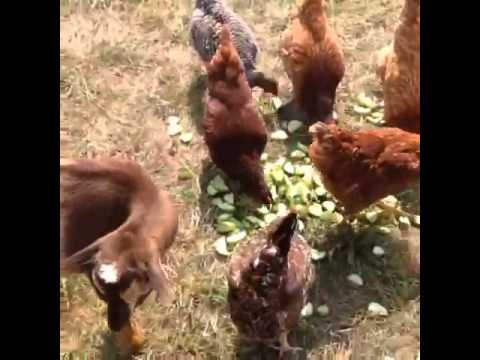 Chickens & Goats eating garden scraps