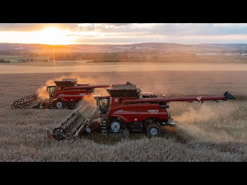 2x CASE IH Axial-Flow 9250 + MacDon FD140 Flexdraper | CANOLA HARVEST | Rostěnice a.s