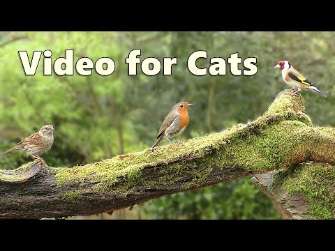 Videos for Cats to Watch ~ Tiny Birds Cat TV Bonanza ⭐ 8 HOURS ⭐