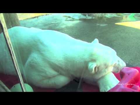 Polar Bear sleeping