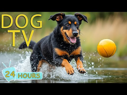 DOG TV: Video Prevent Boredom & Calm Your Dogs with Relax Music - Ultimate Music Collection for Dogs