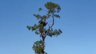 SWFL Eagle Cam fans want safer conditions for the beloved birds