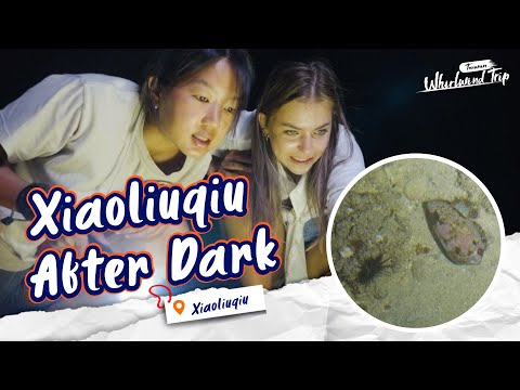 Nighttime Creature Tour on Xiaoliuqiu Island 🌌 |📍𝑿𝒊𝒂𝒐𝒍𝒊𝒖𝒒𝒊𝒖｜Whirlwind Trip