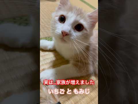 実は…家族が増えました #ねこ #猫 #cat #cats #catvideos #catshorts #shorts