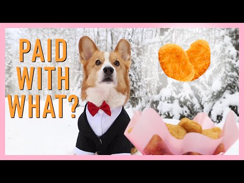 KISSING BOOTH - Topi the Corgi