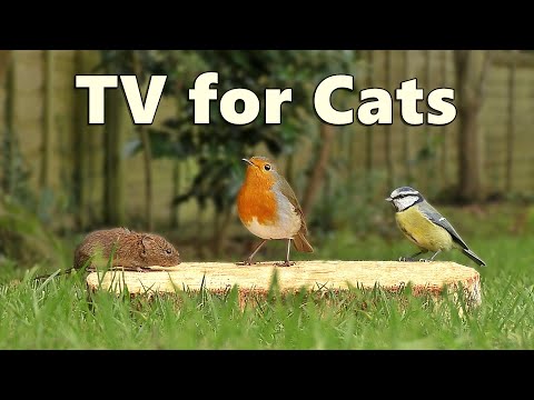 Caturday Cat TV   ~ Birds for Cats to Watch with A Cheeky Mouse Surprise