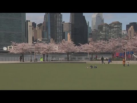 Cherry blossoms, parades: Things to do in NYC in spring