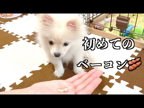 【美味しすぎて感動】初めてベーコン食べたよ❤️ぽこあぽこ