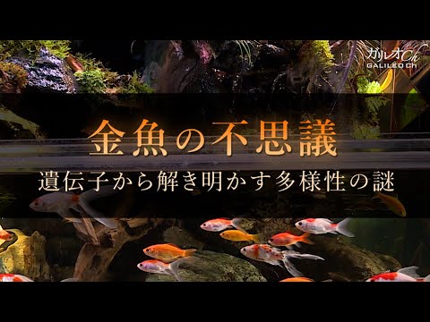 金魚の不思議　遺伝子から解き明かす多様性の謎 | 第225回