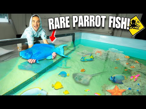 Catching EXOTIC BLUE PARROT FISH For My Giant SALTWATER POND!