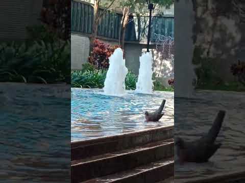 KALAPATI NAG SWIMMING #shortvideo