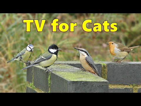 Cat Games ~ Birds for Cat to Watch on The Wall