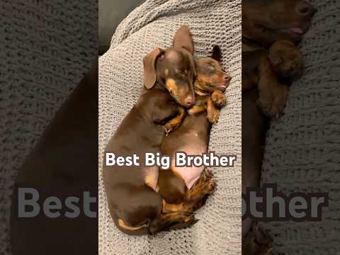 DACHSHUND PUPPY Big Brother! #minidachshund #puppy #dachshund #lionking #cutepuppy #funnydog #dog