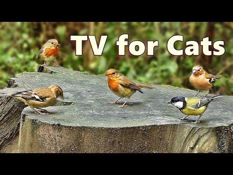 Cat TV ~ Videos for Cats to Absolutely Adore