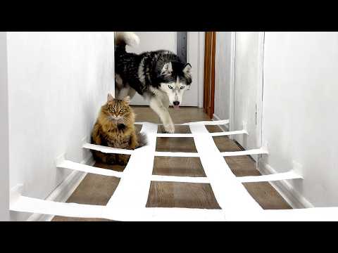 My Cat Made Fun of Me! Dogs And Cats Go Through a Maze