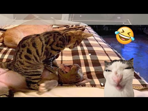 Try Not To Laugh Cats And Dogs Videos 😁 - Best Funniest Animals Video 2024 #1