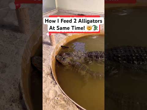 How I Feed 2 Alligators At Same Time! 🤯🐊#shorts #alligator