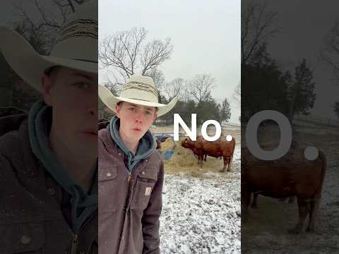 Are Livestock OK Out In Snow?#shorts