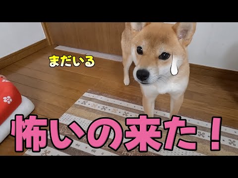 【硬直】アイツが来た！新たな噛み癖対策が見つかる　柴犬小夏