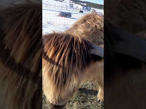 After the Polar Vortex! #colorado #highlandcows #ranching