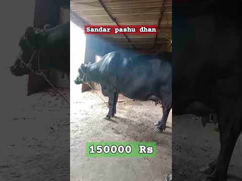 Sandar pashu dhan @buffalo1s #2024 #shortsviral