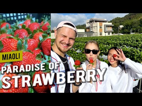 Dahu (#大湖): Strawberry Paradise 🍓 |📍𝑴𝒊𝒂𝒐𝒍𝒊 | Come Away with Me