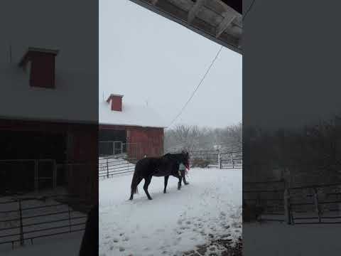 Working with my HORSES in the SNOW 🐴❄️ #farmchores #horse #horselover