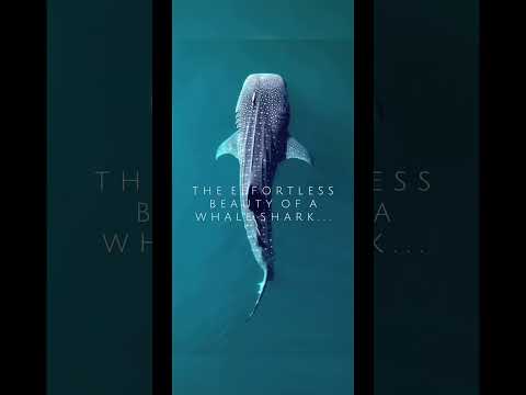 the effortless beauty of a whale shark… #beautiful #ocean #marinebiologist #whaleshark #viral #fypシ゚