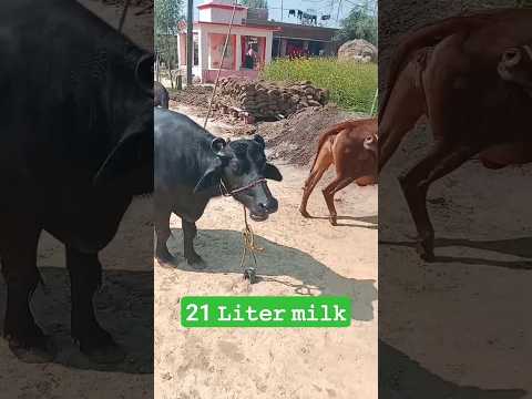 21 𝚕𝚒𝚝𝚊𝚛 𝚖𝚒𝚕𝚔 🥛𝚠𝚊𝚕𝚒 🐃 𝚋𝚞𝚏𝚏𝚊𝚕𝚘 𝚗𝚊𝚑𝚒 𝚍𝚎𝚔𝚑𝚒 𝚑𝚘𝚐𝚒 #2024