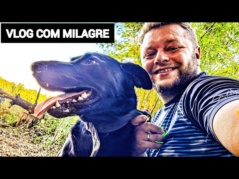 O CACHORRO MILAGRE NÃO CAMINHA NORMAL ! ( ENTENDA O CASO )