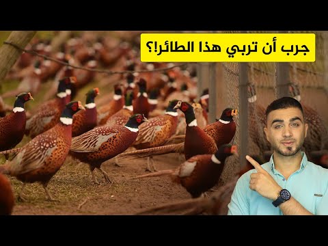 ستتمني تربية طائر الدراج الفزن 😍 لحمه صحي للغاية ولذيذ جداً 🦆طائر الفزن