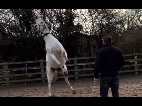 Please help my dangerous horse before its too late!!!