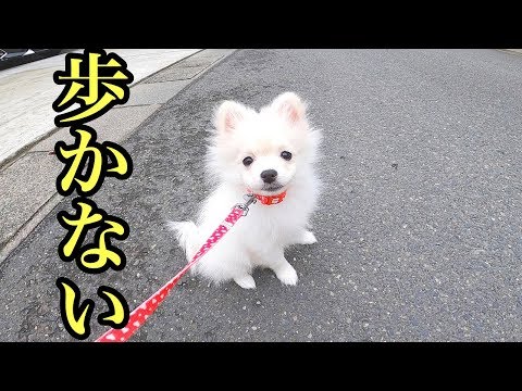 【悲報】子犬 初めての地上へ！！しかし歩きません😭