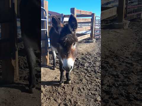 We hate the mud! #highlandcows #donkeys