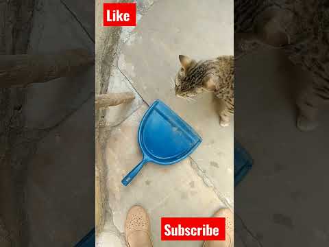 cute cat short video