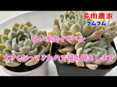 【多肉植物】大きく育ってる白い多肉✨これも植え替えします