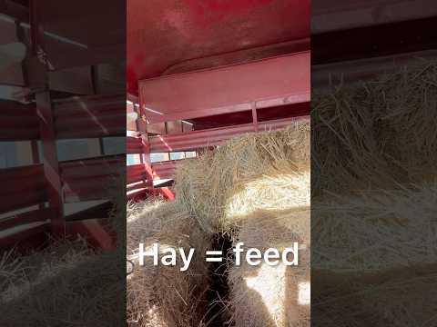 Hay IS NOT Straw! #shorts