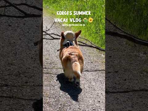 Corgi vlogs are the best vlogs! 🐶📷              Ad @insta360 #insta360dogmode #insta360GO3S