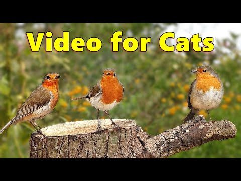 Cat TV ~ Sounds To Delight Cats