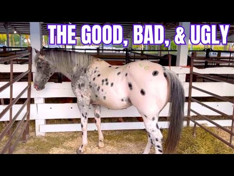 Before You Buy An Auction Horse Listen To This...