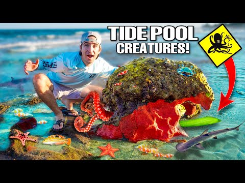 Searching For SEA CREATURES In BEACH TIDE POOLS! (tons of fish found)