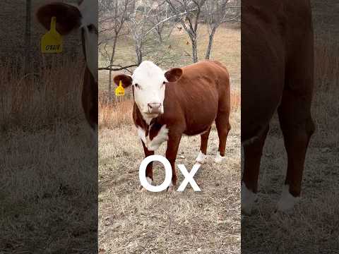 Cow Pronouns #shorts