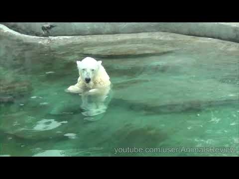 The Polar Bear - Moscow Zoo